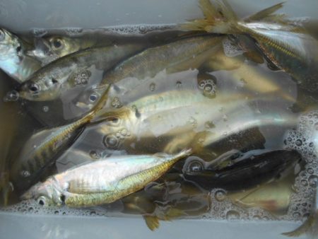 こかわ渡船　雅丸 釣果