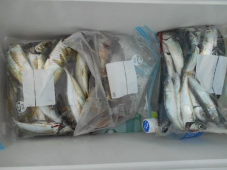 こかわ渡船　雅丸 釣果