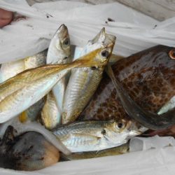 こかわ渡船　雅丸 釣果