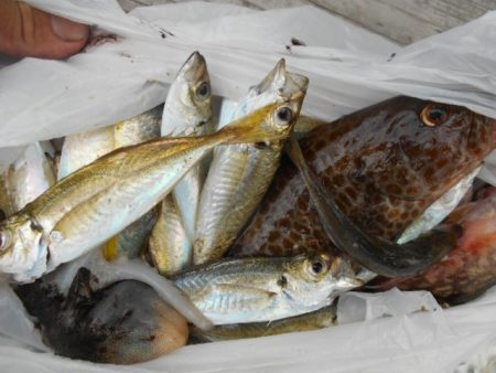 こかわ渡船　雅丸 釣果