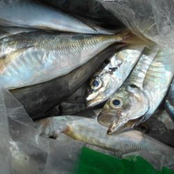 こかわ渡船　雅丸 釣果