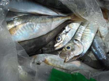 こかわ渡船　雅丸 釣果