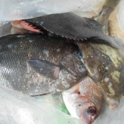 こかわ渡船　雅丸 釣果