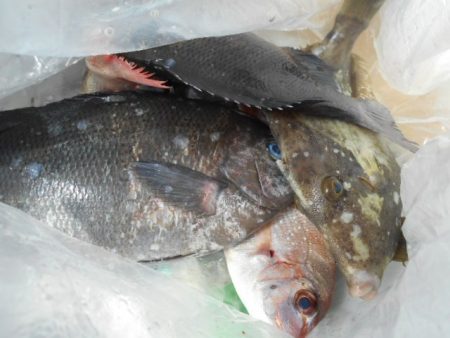 こかわ渡船　雅丸 釣果