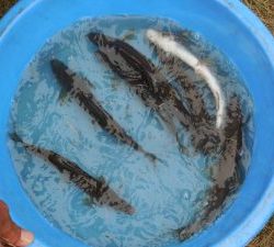 会津大川(会津非出資漁業協同組合) 釣果