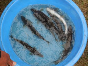 会津大川（会津非出資漁業協同組合） 釣果