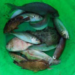 こかわ渡船　雅丸 釣果