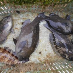 こかわ渡船　雅丸 釣果