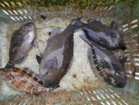 こかわ渡船　雅丸 釣果