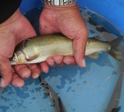 会津大川(会津非出資漁業協同組合) 釣果