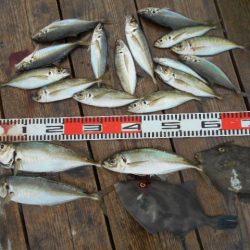 こかわ渡船　雅丸 釣果