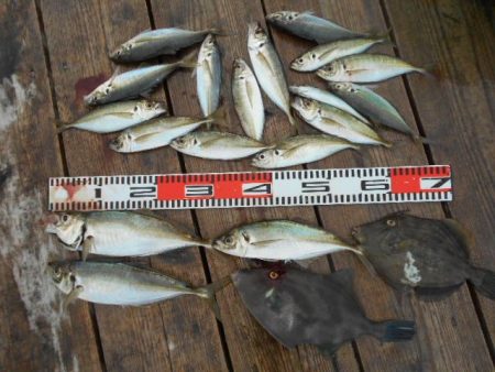 こかわ渡船　雅丸 釣果