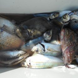 こかわ渡船　雅丸 釣果