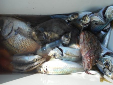 こかわ渡船　雅丸 釣果