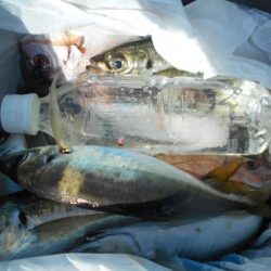 こかわ渡船　雅丸 釣果