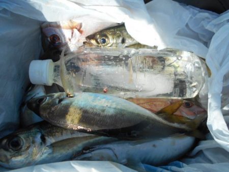 こかわ渡船　雅丸 釣果