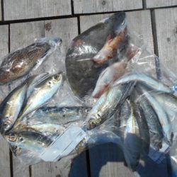 こかわ渡船　雅丸 釣果