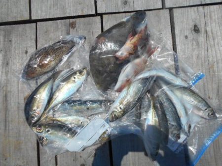 こかわ渡船　雅丸 釣果