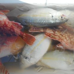 こかわ渡船　雅丸 釣果