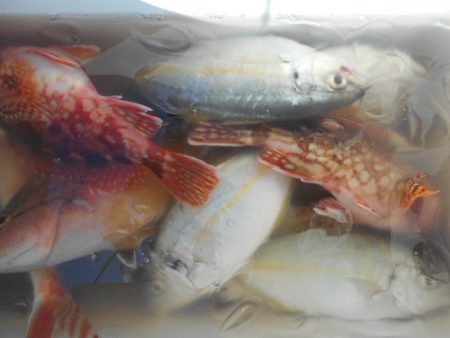 こかわ渡船　雅丸 釣果