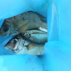 こかわ渡船　雅丸 釣果