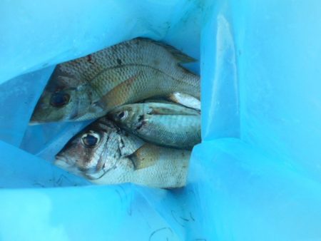 こかわ渡船　雅丸 釣果