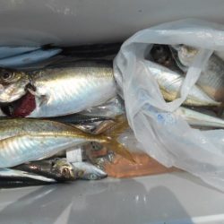 こかわ渡船　雅丸 釣果