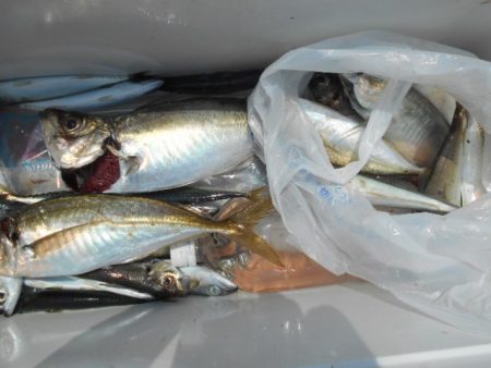 こかわ渡船　雅丸 釣果