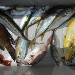 こかわ渡船　雅丸 釣果