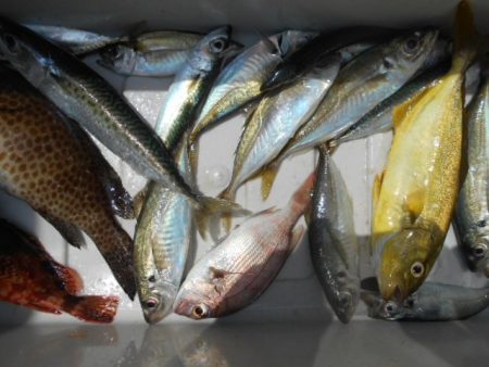 こかわ渡船　雅丸 釣果