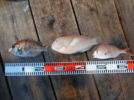 こかわ渡船　雅丸 釣果