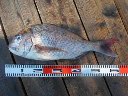 こかわ渡船　雅丸 釣果