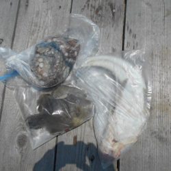 こかわ渡船　雅丸 釣果