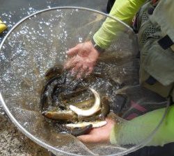 会津大川（会津非出資漁業協同組合） 釣果