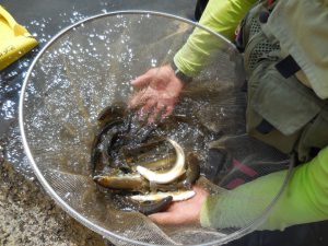 会津大川（会津非出資漁業協同組合） 釣果