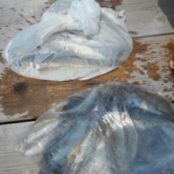 こかわ渡船　雅丸 釣果