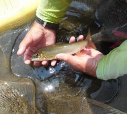 会津大川（会津非出資漁業協同組合） 釣果