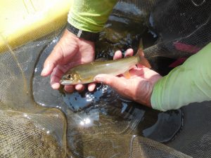 会津大川（会津非出資漁業協同組合） 釣果