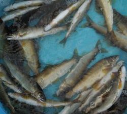 会津大川（会津非出資漁業協同組合） 釣果