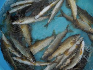 会津大川（会津非出資漁業協同組合） 釣果