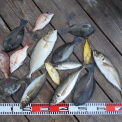 こかわ渡船　雅丸 釣果