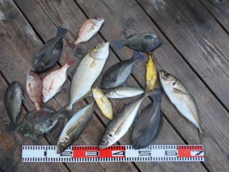 こかわ渡船　雅丸 釣果