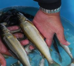 会津大川（会津非出資漁業協同組合） 釣果