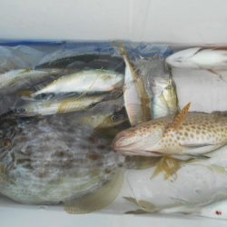 こかわ渡船　雅丸 釣果