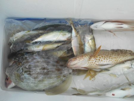 こかわ渡船　雅丸 釣果