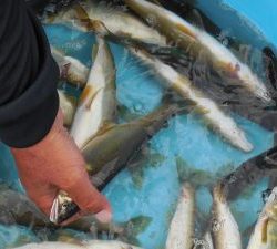 会津大川（会津非出資漁業協同組合） 釣果