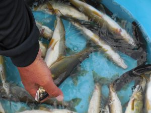 会津大川（会津非出資漁業協同組合） 釣果