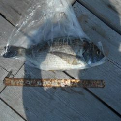 こかわ渡船　雅丸 釣果