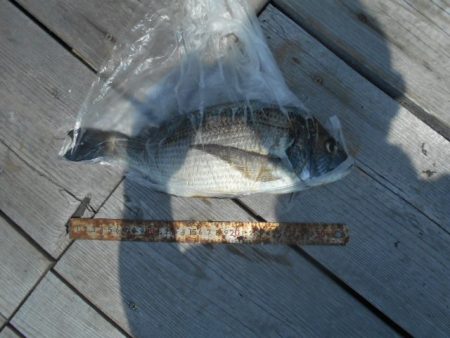 こかわ渡船　雅丸 釣果