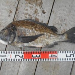 こかわ渡船　雅丸 釣果